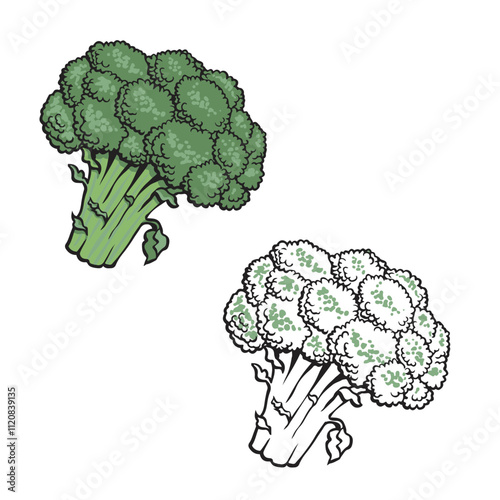 broccoli isolated on white background. Drawing with line art. Vector illustration
