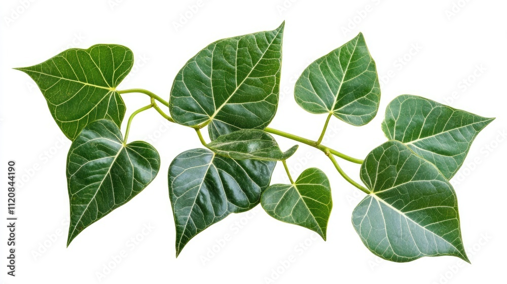 Fototapeta premium Green leaves of a plant arranged artistically on a white background ideal for natural-themed designs and botanical illustrations.