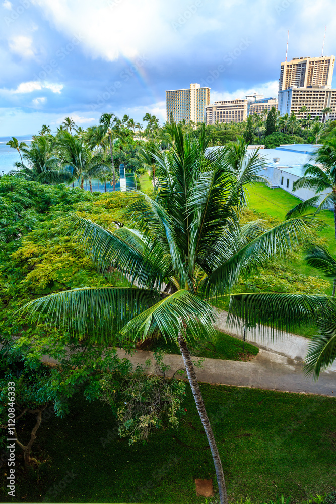 Fototapeta premium A palm tree is in the foreground of a lush green park
