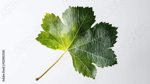 Grapevine leaf isolated on white background showcasing intricate textures and vivid green color for botanical themes