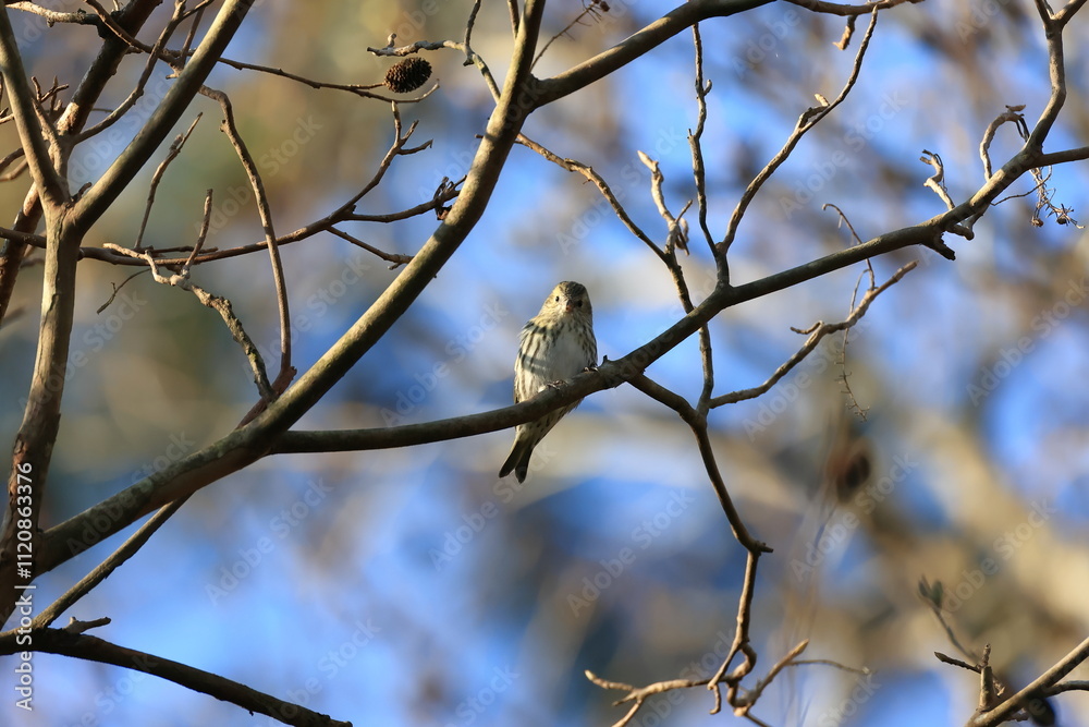 Eurasian Siskin looking for fruits of Japanese green alder Eurasian Siskin looking for fruits of Japanese green alder