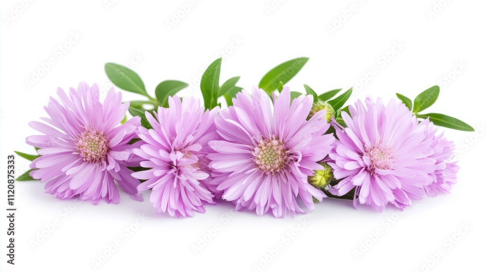 Beautiful cluster of pink asters with green leaves on a clean white background perfect for floral designs and nature-themed projects Beautiful cluster of pink asters with green leaves on a clean white background perfect for floral designs and nature-themed projects