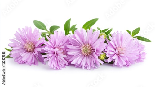 Beautiful cluster of pink asters with green leaves on a clean white background perfect for floral designs and nature-themed projects