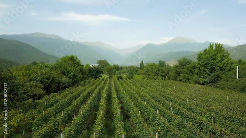 Wallpaper Mural Timelapse of vineyard in Kakheti Georgia with mountains in the background Torontodigital.ca
