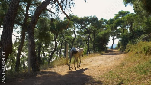Horse walking alone in the forest in Turkey