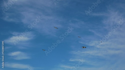 Seagulls flying over the sea on sunset with cloudy sky