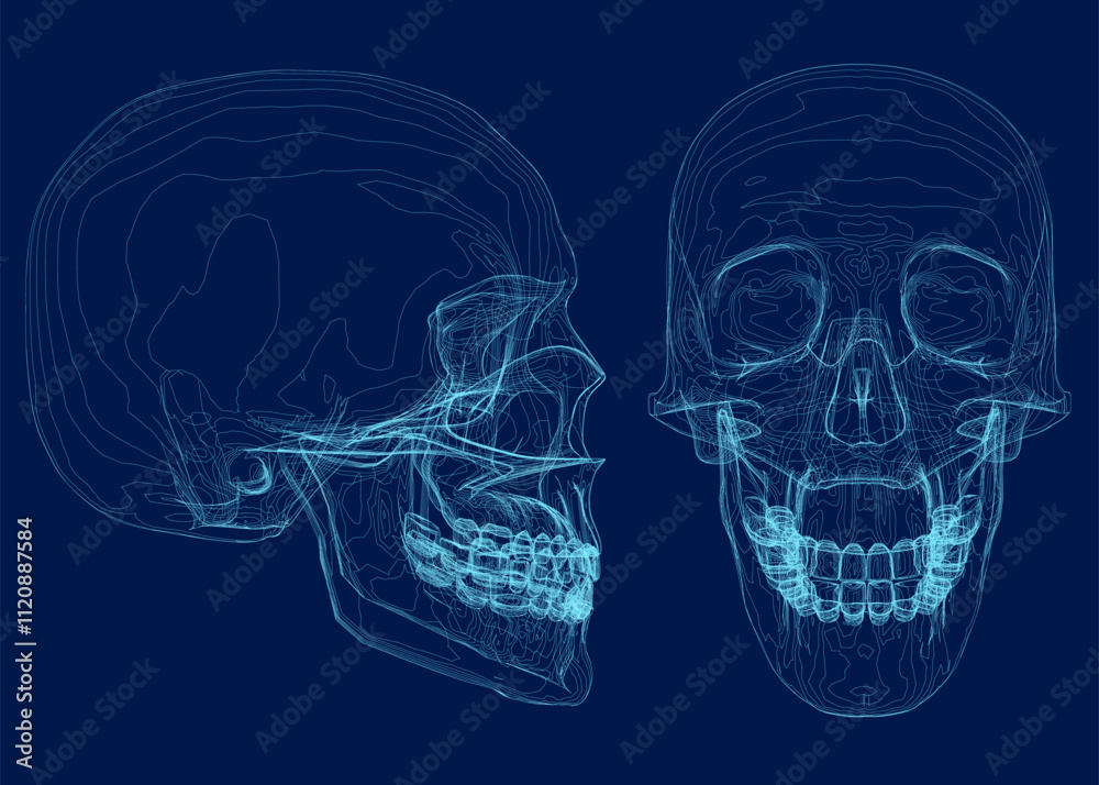 Blue skull with line on abstract background. Wireframe space low poly guard with lines. Connection structure. Vector background. Front, side view. 3D Blue skull with line on abstract background. Wireframe space low poly guard with lines. Connection structure. Vector background. Front, side view. 3D