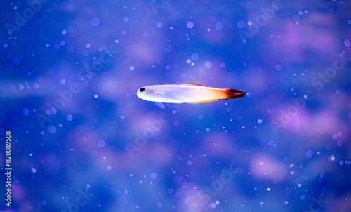 Fototapeta Naklejka Na Ścianę i Meble -  Profile small luminescent  fish in water with pink bokeh