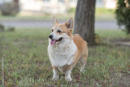 Beautiful purebred corgi on a walk in the summer.