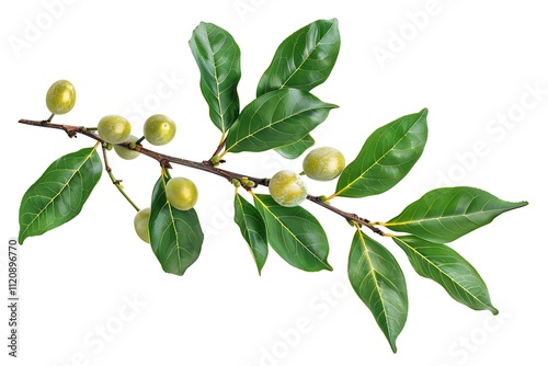 Wallpaper Mural Branch with red berries isolated on white background. Clipping Path Torontodigital.ca