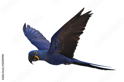 Fototapeta Naklejka Na Ścianę i Meble -  Beautiful flying Hyacinth macaw isolated on transparent background png file