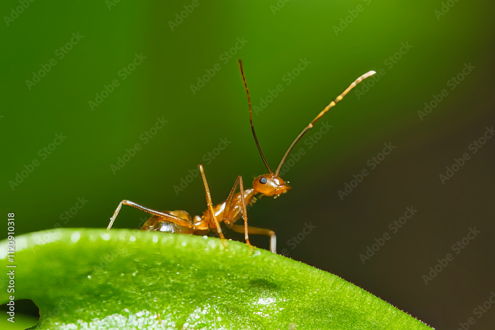 Macro photography of red ant on passion fruit flower bud in garden, Mahe, Seychelles Macro photography of red ant on passion fruit flower bud in garden, Mahe, Seychelles