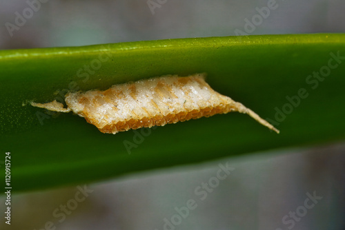 Micro photography of Termites inside the termite mound, Mahe Seychelles.