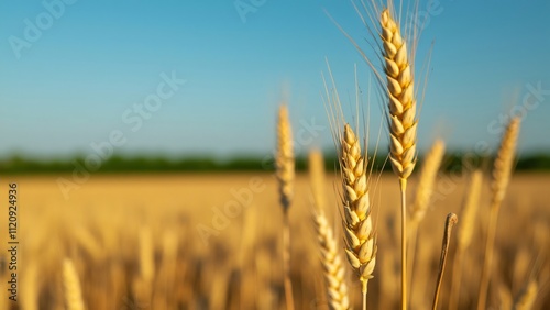 Golden Wheat Ears Close-Up, Rustic Harvest Field, Sunlit Grain, Blurred Horizon photo