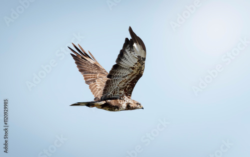 Buse commune en vol, dans le ciel de Provence