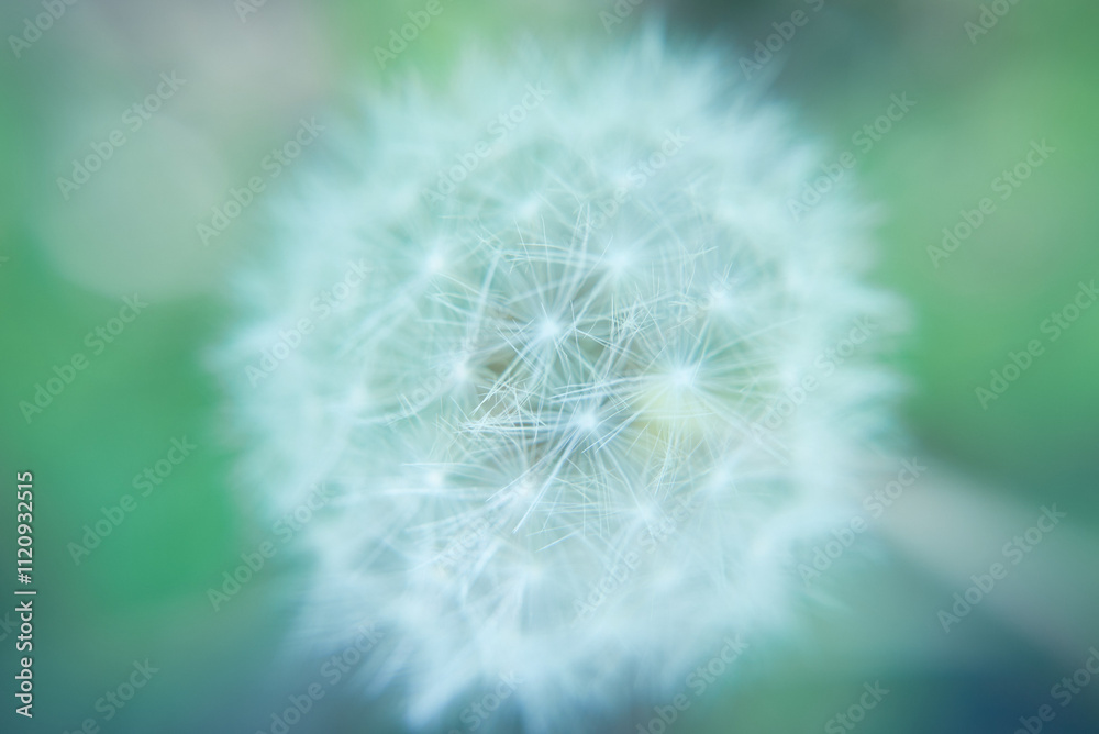 Fototapeta premium たんぽぽの綿毛。春から夏へ渡る