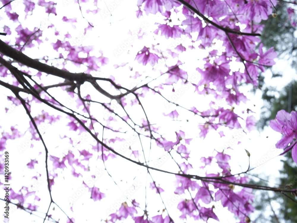 Fototapeta premium 日本の自然風景。春の訪れ。めぶき。自然