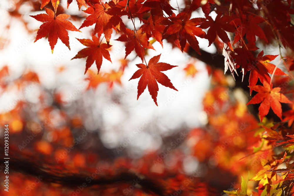 Fototapeta premium 日本の秋の紅葉