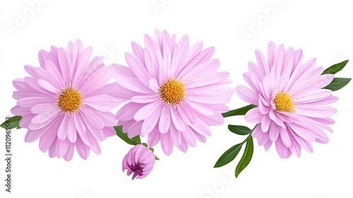 Soft and Airy Pink Aster Flowers in Watercolor Style Isolated on White Background