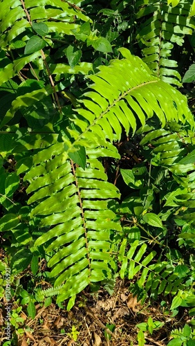 lush fern leaves in the forest