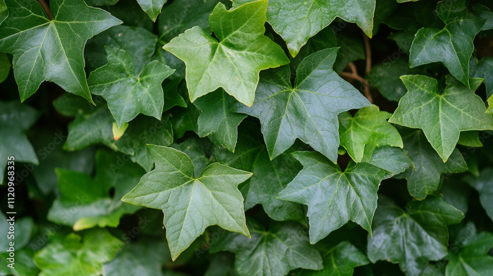 Green ivy leaves cover a garden wall in a vibrant display of nature's beauty