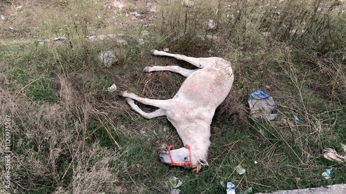 Dead horse lying on the grass, Animal carcass in the field. Top view.