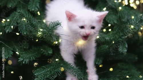 Cute white kitten sitting on Christmas tree