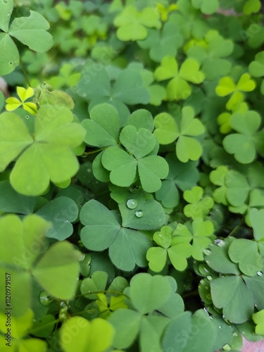 Close-up of water drops on clover leaves in a green garden and forest with fresh grass and bright spring flowers.