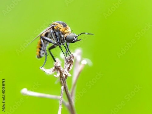 a Toxophora insect on leaf  photo