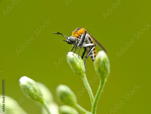 selective focus of a Toxophora insect on a flower photo