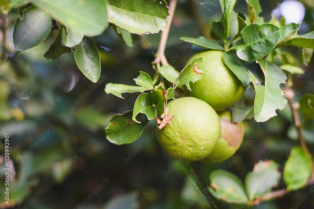 close-up of a branch with green citrus fruits, likely limes, growing on it. The fruits are surrounded by green leaves, some of which have visible damage or holes. close-up of a branch with green citrus fruits, likely limes, growing on it. The fruits are surrounded by green leaves, some of which have visible damage or holes.