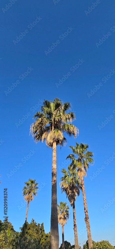 Fototapeta premium palm trees against blue sky