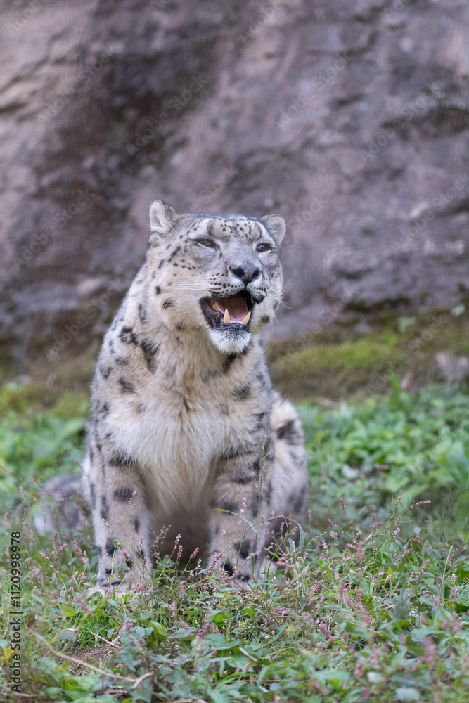 Obraz premium 座ってくつろぐ可愛い動物園のユキヒョウ