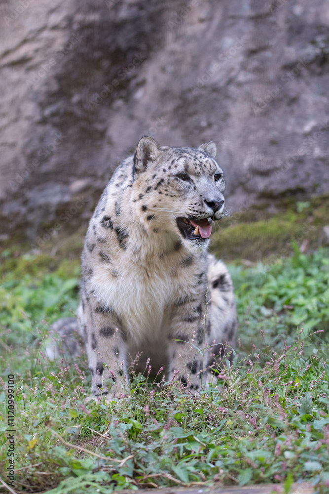 Obraz premium 座ってくつろぐ可愛い動物園のユキヒョウ