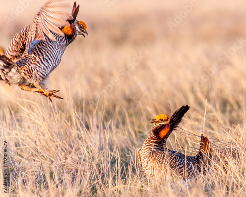 Two Male Prairie Chickens Battling
