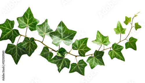 Ivy leaves vine green, vibrant Ivy Vines, a verdant tapestry of nature png clipart cutout transparent isolated