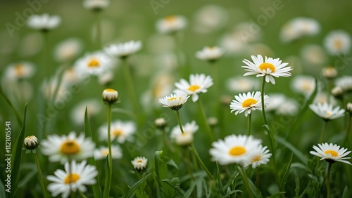 Serene Daisy Field, A Breathtaking Landscape of White Daisies and Lush Green Grass, Cinematic Lighting, Perfect for Relaxation and Nature Themes