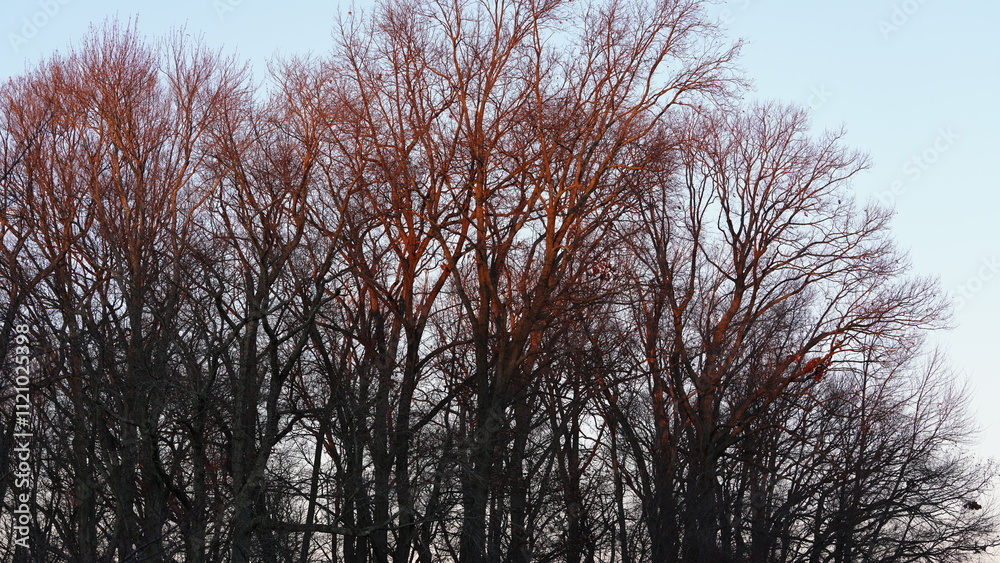 The forest landscape with the sunset sunlight on them in winter The forest landscape with the sunset sunlight on them in winter