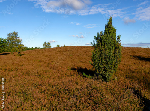 Landschaft in der  Kirchdorfer Heide bei Kirchdorf, Landkreis Diepholz, Niedersachsen, Deutschland photo