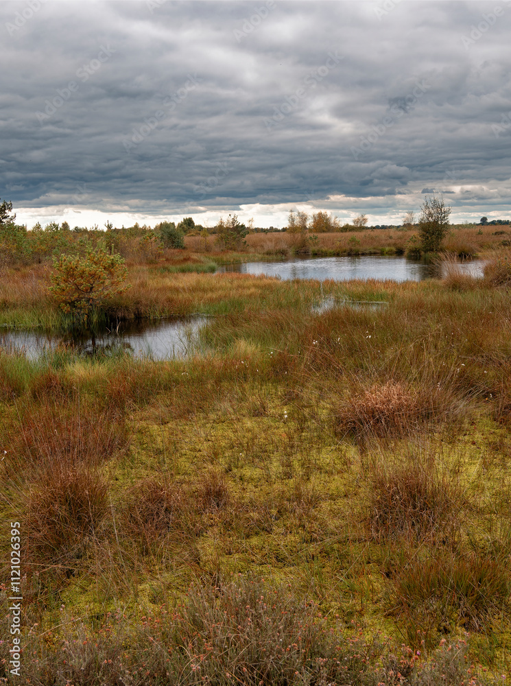 Landschaft im Neustädter Moor im Naturpark Dümmer, Landkreis Diepholz, Niedersachsen, Deutschland Landschaft im Neustädter Moor im Naturpark Dümmer, Landkreis Diepholz, Niedersachsen, Deutschland