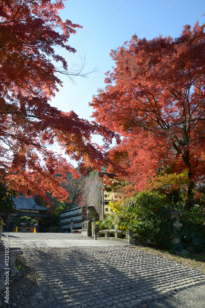 Naklejka premium 大石神社 境内の紅葉 京都市山科区