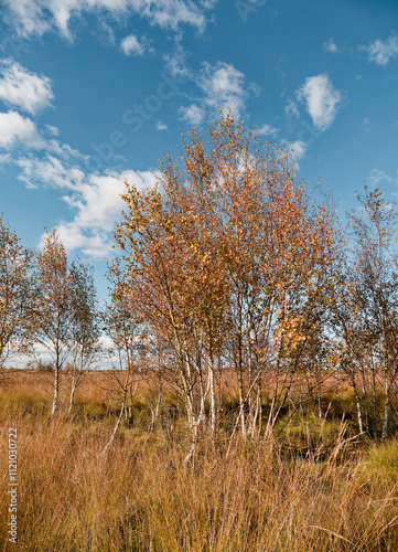 Landschaft im Oppenweher Moor im Naturpark Dümmer, Landkreis Diepholz, Niedersachsen, Deutschland