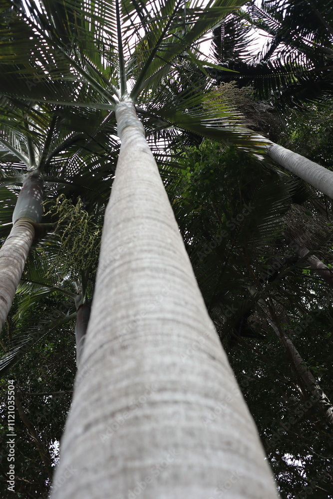 Fototapeta premium tree in the forest