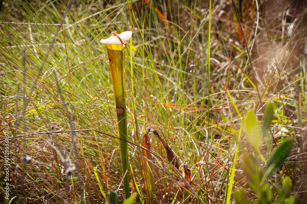 A carnivorous Pitcher Plant in The Mississippi Sandhill Crane National Wildlife Refuge. A carnivorous Pitcher Plant in The Mississippi Sandhill Crane National Wildlife Refuge.