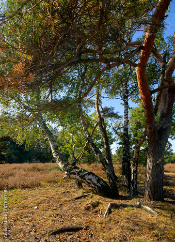 Landschaft in der  Kirchdorfer Heide bei Kirchdorf, Landkreis Diepholz, Niedersachsen, Deutschland photo