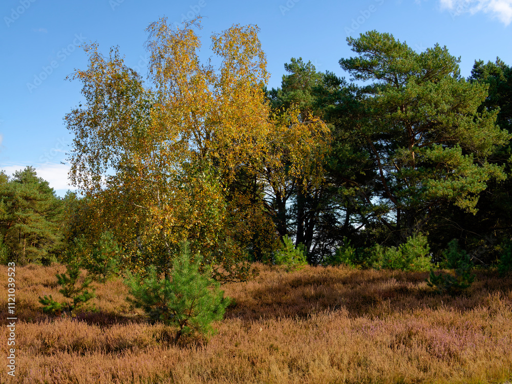 Landschaft in der Kirchdorfer Heide bei Kirchdorf, Landkreis Diepholz, Niedersachsen, Deutschland Landschaft in der Kirchdorfer Heide bei Kirchdorf, Landkreis Diepholz, Niedersachsen, Deutschland