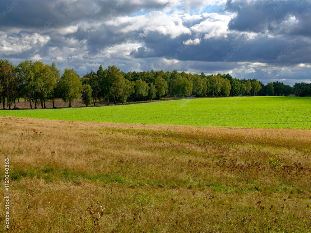 Landschaft in der Kirchdorfer Heide bei Kirchdorf, Landkreis Diepholz, Niedersachsen, Deutschland Landschaft in der Kirchdorfer Heide bei Kirchdorf, Landkreis Diepholz, Niedersachsen, Deutschland