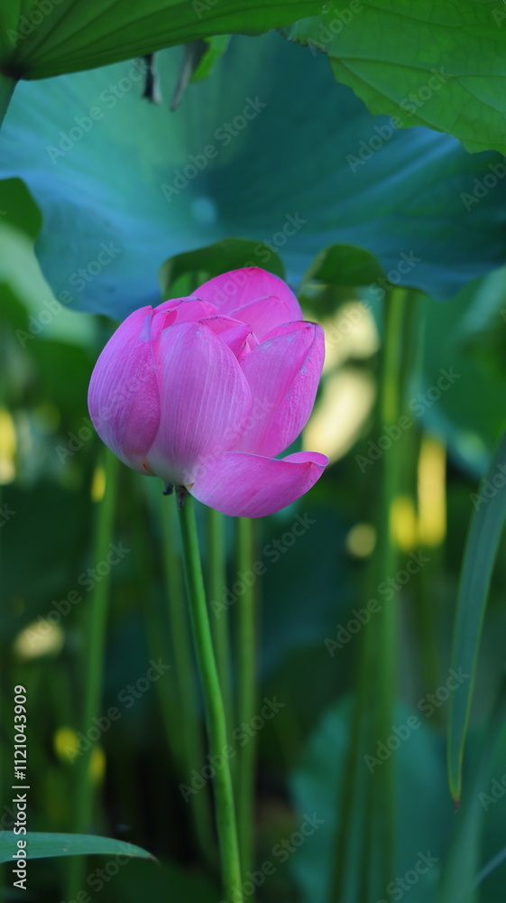 Exploring the Beauty of Lotus Flowers in the Park Exploring the Beauty of Lotus Flowers in the Park
