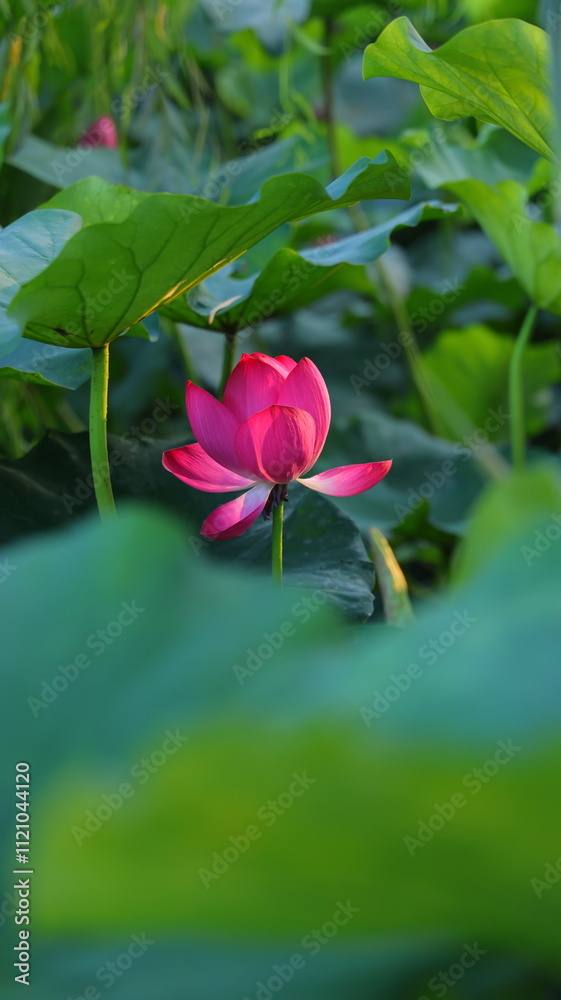 A Serene Lotus Flower Blooming in the Park A Serene Lotus Flower Blooming in the Park
