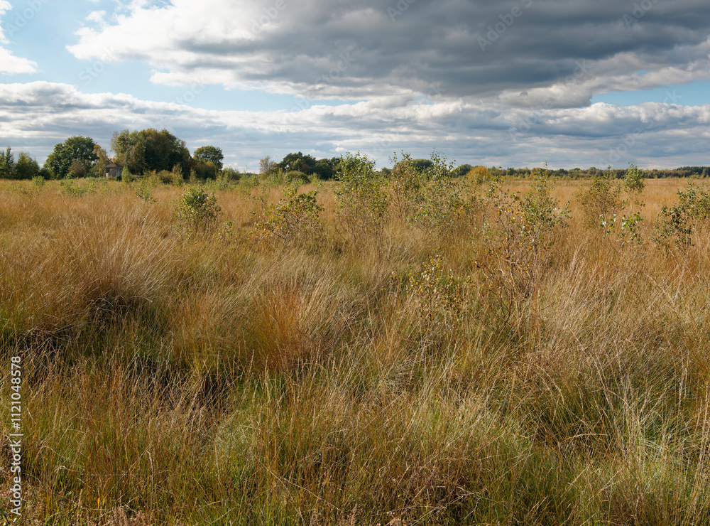 Landschaft im Oppenweher Moor im Naturpark Dümmer, Landkreis Diepholz, Niedersachsen, Deutschland Landschaft im Oppenweher Moor im Naturpark Dümmer, Landkreis Diepholz, Niedersachsen, Deutschland